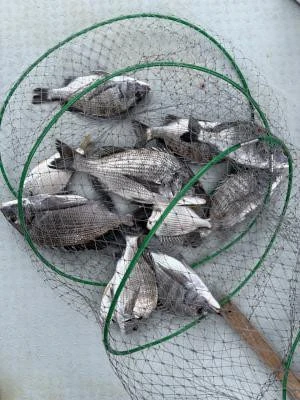 金丸渡船の2025年12月2日(火)4枚目の写真