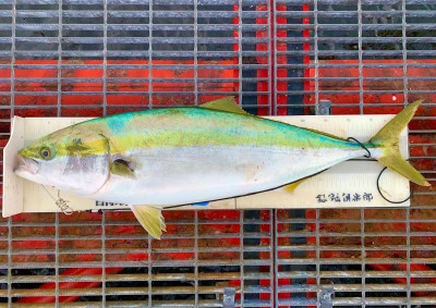 尼崎市立魚つり公園の2025年12月3日(水)1枚目の写真