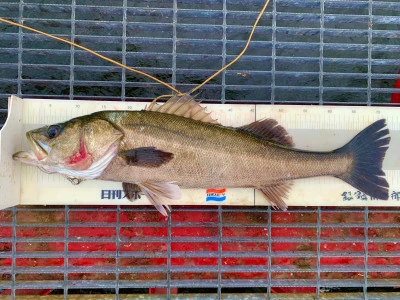 尼崎市立魚つり公園の2025年12月3日(水)2枚目の写真