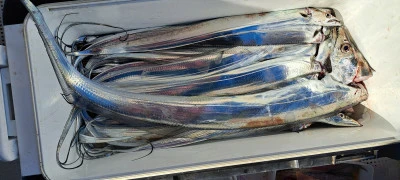 釣り船くわだの2025年11月30日(日)4枚目の写真