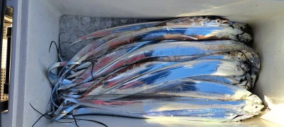 釣り船くわだの2025年11月30日(日)5枚目の写真