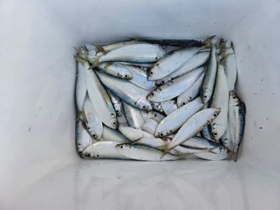 尼崎市立魚つり公園の2025年12月4日(木)2枚目の写真