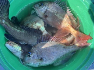 梅花丸の2025年12月5日(金)5枚目の写真