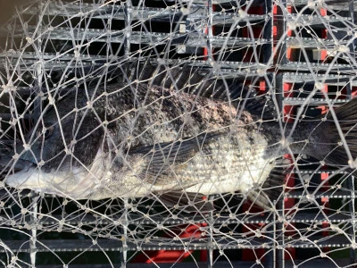 尼崎市立魚つり公園の2025年12月5日(金)1枚目の写真