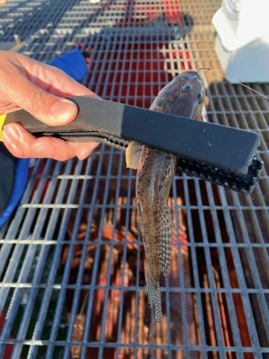 尼崎市立魚つり公園の2025年12月5日(金)2枚目の写真