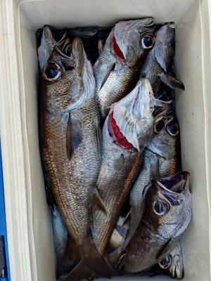 強丸の2025年12月6日(土)4枚目の写真