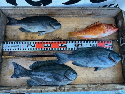 とせん丸の2025年12月6日(土)1枚目の写真