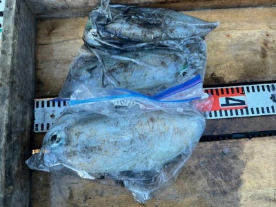 とせん丸の2025年12月6日(土)2枚目の写真