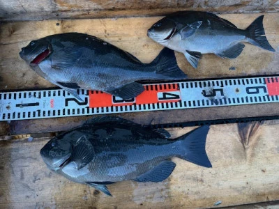 とせん丸の2025年12月6日(土)3枚目の写真