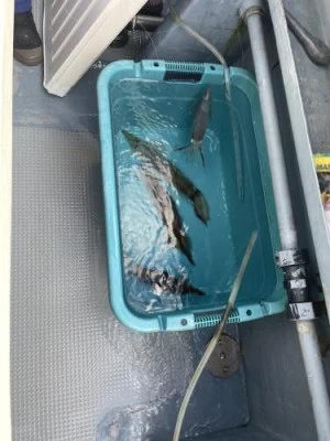 佐円丸の2025年12月6日(土)4枚目の写真