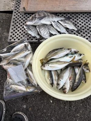 金丸渡船の2025年12月6日(土)1枚目の写真