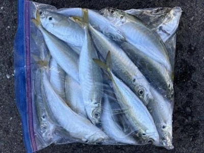 金丸渡船の2025年12月6日(土)2枚目の写真