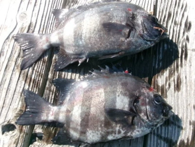 由良海つり公園&釣堀ランドの2025年12月7日(日)2枚目の写真