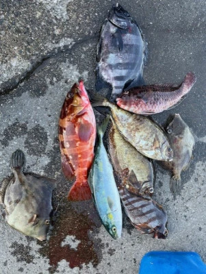 とせん丸の2025年12月7日(日)1枚目の写真