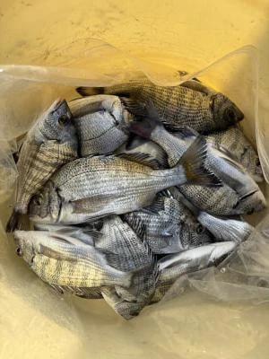 金丸渡船の2025年12月7日(日)5枚目の写真