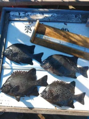 築山渡船の2025年12月7日(日)2枚目の写真