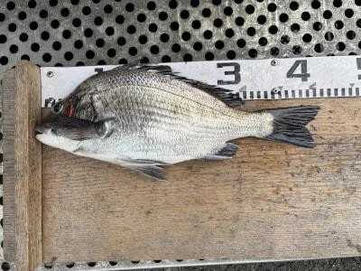 金丸渡船の2025年12月8日(月)1枚目の写真