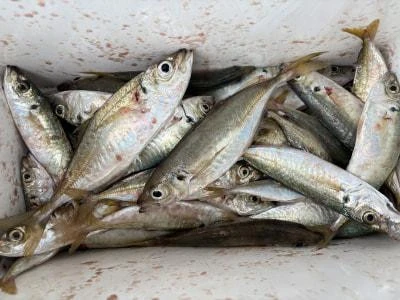 金丸渡船の2025年12月8日(月)2枚目の写真