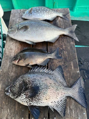 とせん丸の2025年12月9日(火)1枚目の写真