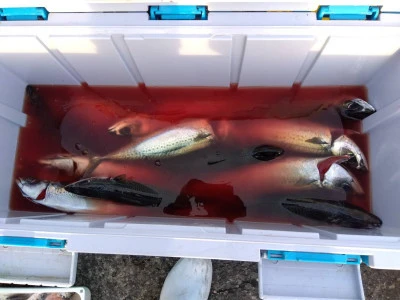 2025年最新】鹿児島県志布志新港 優幸丸の釣果詳細|釣りビジョン