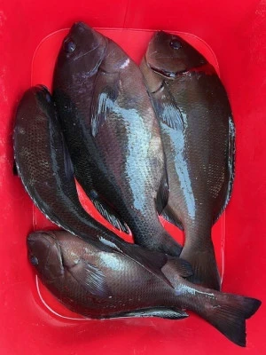 とせん丸の2025年12月10日(水)1枚目の写真