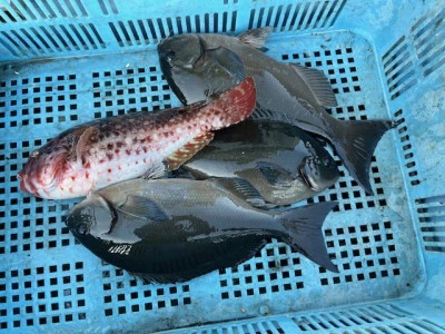 とせん丸の2025年12月10日(水)2枚目の写真