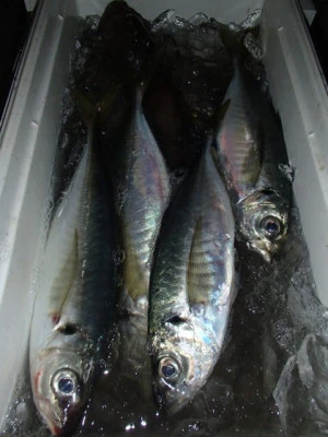 村井丸の2025年12月10日(水)2枚目の写真