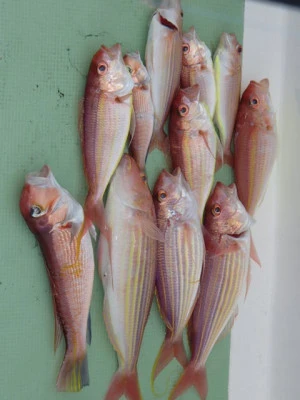 村井丸の2025年12月10日(水)4枚目の写真