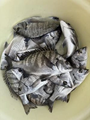 金丸渡船の2025年12月10日(水)2枚目の写真