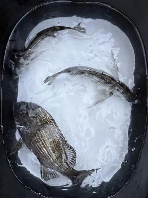 金丸渡船の2025年12月10日(水)3枚目の写真