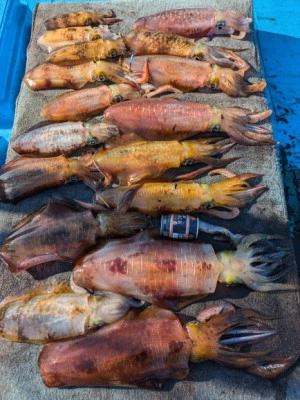 日正丸の2025年12月11日(木)2枚目の写真