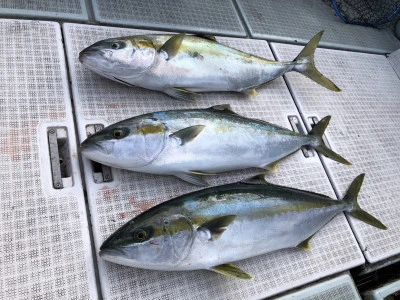 ARCADIA SALTWATER SERVICEの2025年12月11日(木)4枚目の写真