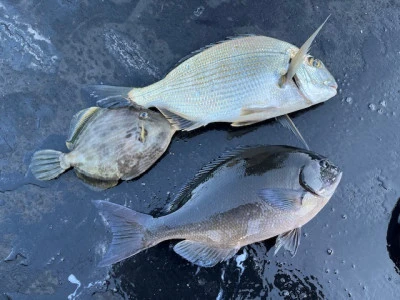 とせん丸の2025年12月11日(木)2枚目の写真