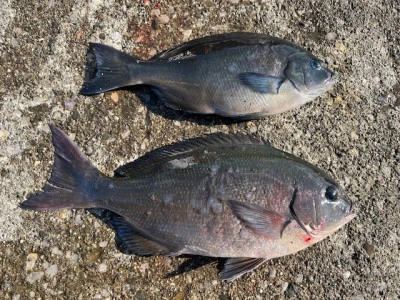 とせん丸の2025年12月11日(木)4枚目の写真