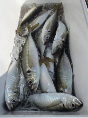 村井丸の2025年12月11日(木)5枚目の写真