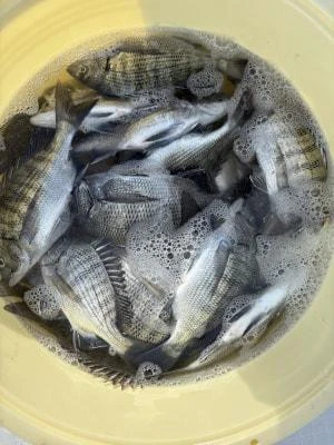 金丸渡船の2025年12月11日(木)1枚目の写真