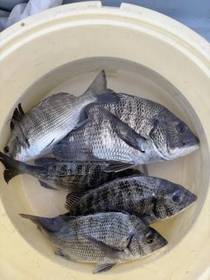 金丸渡船の2025年12月11日(木)2枚目の写真