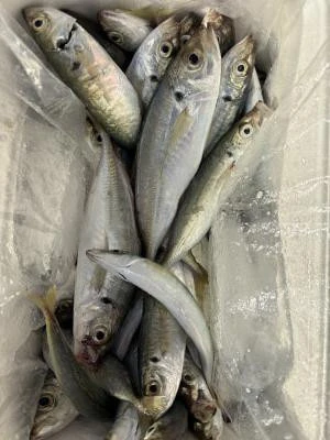 金丸渡船の2025年12月11日(木)3枚目の写真