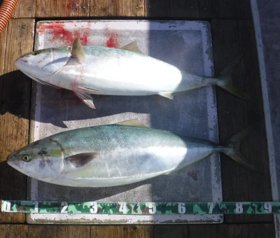 敏栄丸の2025年12月6日(土)2枚目の写真