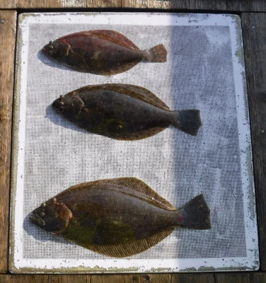 敏栄丸の2025年12月8日(月)2枚目の写真