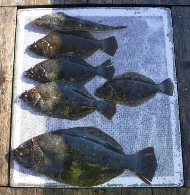 敏栄丸の2025年12月11日(木)3枚目の写真