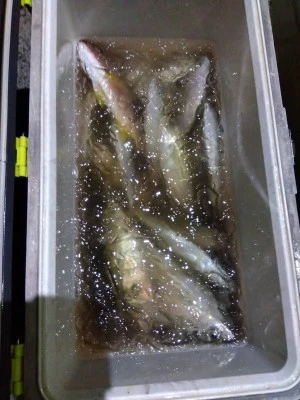 2025年最新】鹿児島県志布志新港 優幸丸の釣果詳細|釣りビジョン