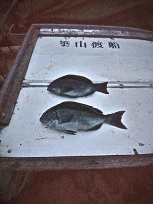 築山渡船の2025年12月13日(土)4枚目の写真