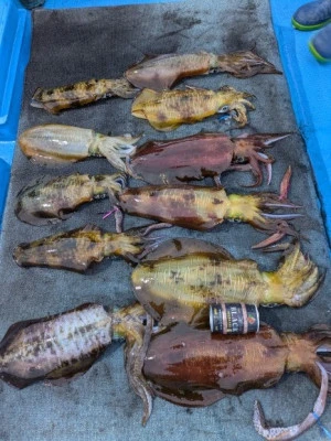 日正丸の2025年12月13日(土)2枚目の写真