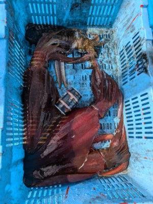 日正丸の2025年12月13日(土)3枚目の写真