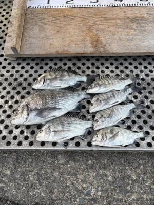 金丸渡船の2025年12月13日(土)2枚目の写真