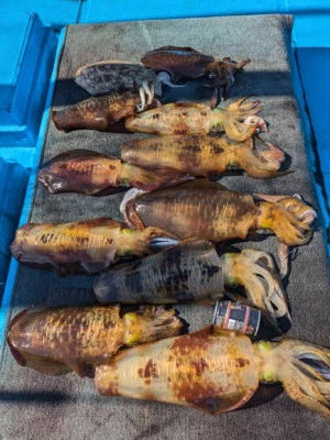 日正丸の2025年12月16日(火)2枚目の写真