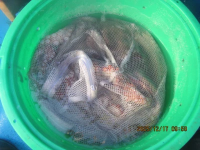 大洗丸の2025年12月17日(水)4枚目の写真