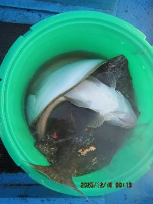 大洗丸の2025年12月18日(木)3枚目の写真