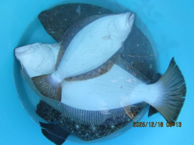 大洗丸の2025年12月18日(木)5枚目の写真